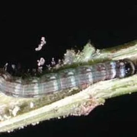 thumbnail for publication: Lesser Cornstalk Borer, Elasmopalpus lignosellus (Zeller) (Insecta: Lepidoptera: Pyralidae)